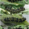 vanes cardui larva4 volg1